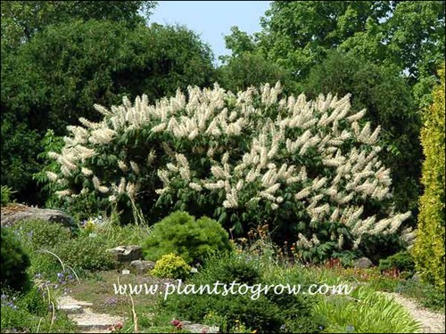 Bottlebrush Buckeye (Aesculus parviflora) 
mid July
